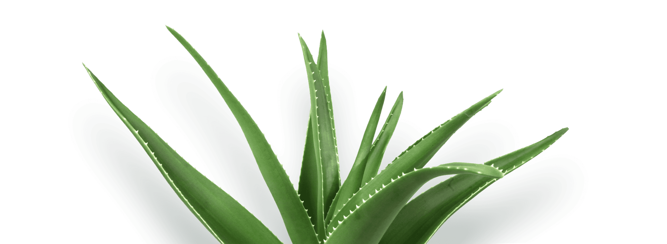 bg-aloe-transparent-2